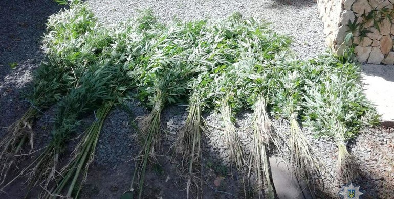 За один день на Рівненщині знайшли майже 900 рослин конопель